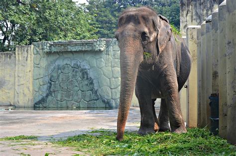 elephant in manila zoo